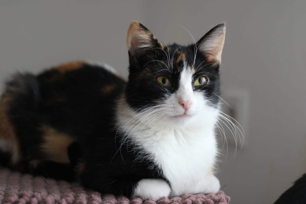 Nie rozumiem… Naprawdę nie rozumiem, dlaczego ta zbiórka idzie tak kiespko. 14 kotów walczy o oddech każdego dnia. Przewlekłe choroby, ból, leczenie całego stada. 

Brakuje jeszcze 1570 zł. One nie mogą czekać… 💔 ratujemyzwierzaki.pl/14-kotow