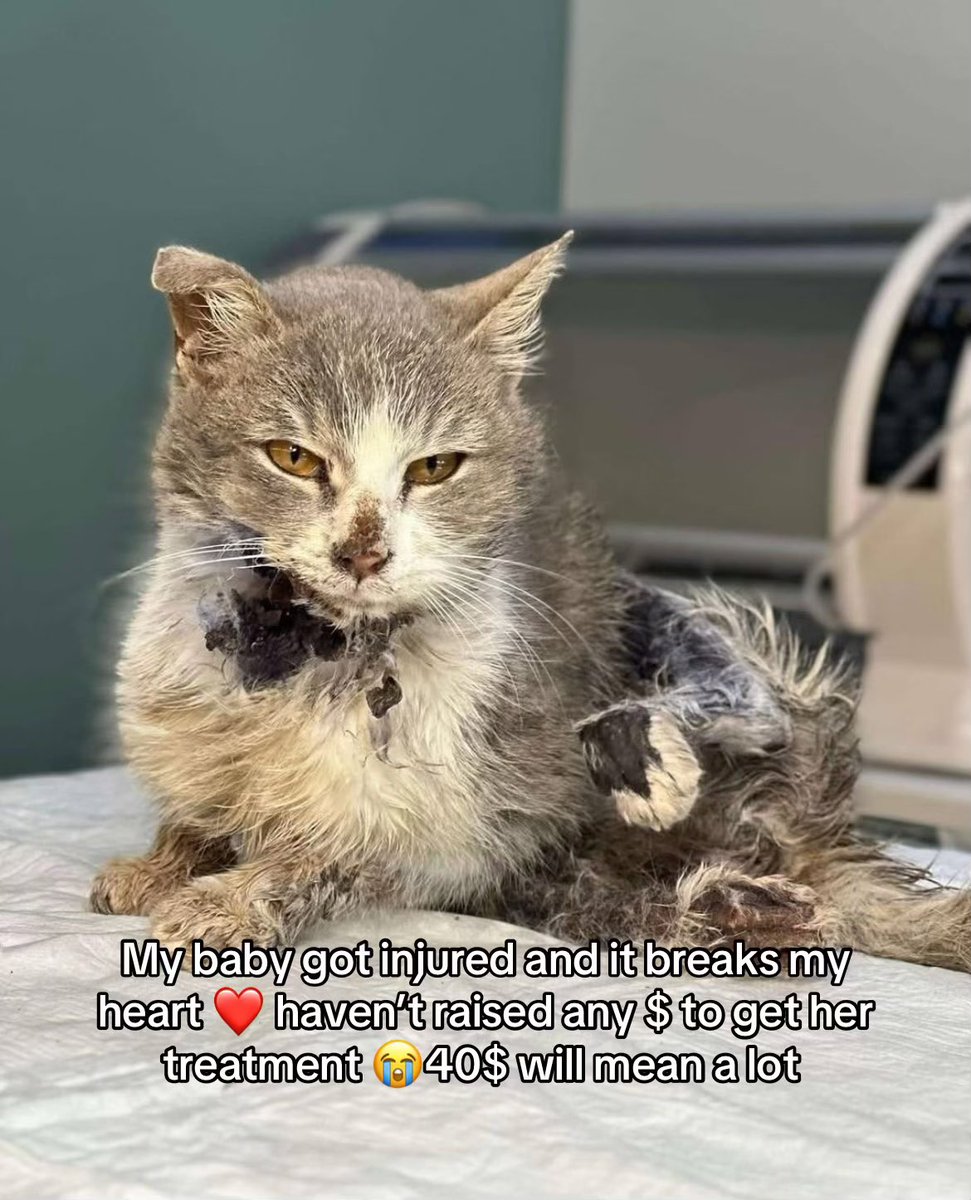 samdogrescue's tweet photo. Please help donate save my baby it’s heart breaking 💔 wish we could save a life 
Every donation matters 
https://t.co/dClAxR9JUa https://t.co/q7Xq3HAS3I