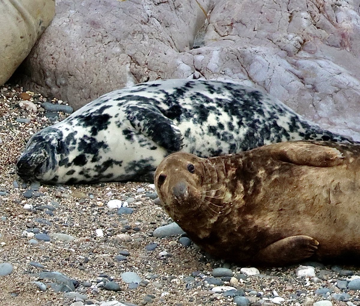 Dalmation seal pup at Angel Bay <a href="/IoloWilliams2/">Iolo Williams</a> <a href="/mcsuk/">Marine Conservation Society</a> #morloi #seals #marinelife