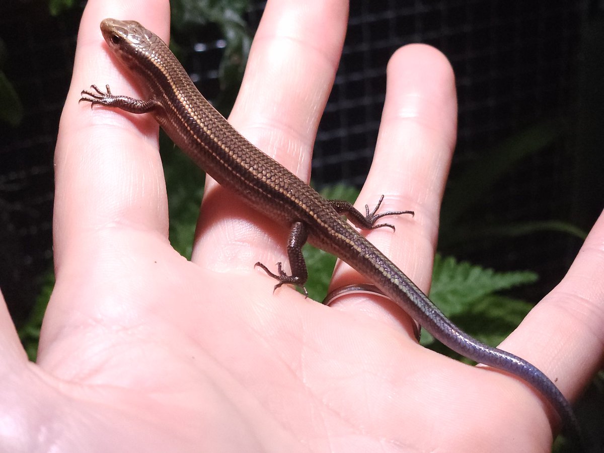 Plestiodon stimpsonii
程好い体型になってきました。