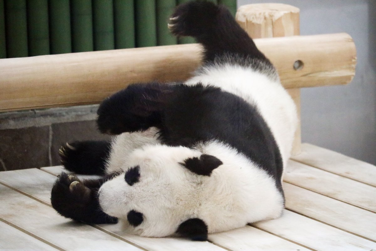 ひろぱんだ (@hiropanda0919) / Posts / X