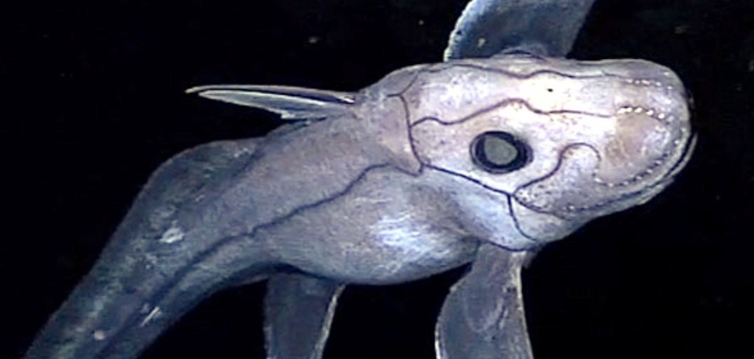 pattayascuba's tweet image. Andaman Shortnose Chimaera (Chimaera supapae)

Information about the recently described #Andaman #shortnose #chimaera originates from a single specimen - an immature male measuring fifty (50) centimetres long (20 inches).
#scubadiving #sharks #ghostshark

private-scuba.com/sea-life/marin…