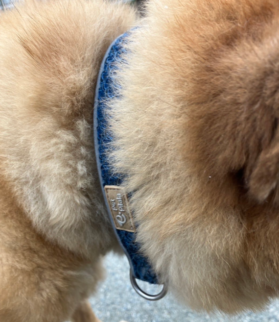 12/28午後  #福岡県  福岡市  博多区  博多区西春町  
西春町桜並木 🐶目撃情報📢   春日市  大野城市
#茶色の中型犬  柴系雑種  青い首輪  #迷子犬 #迷い犬 
無事保護されてます様に🙏目撃されたら110番で保護依頼を🙇‍♀️