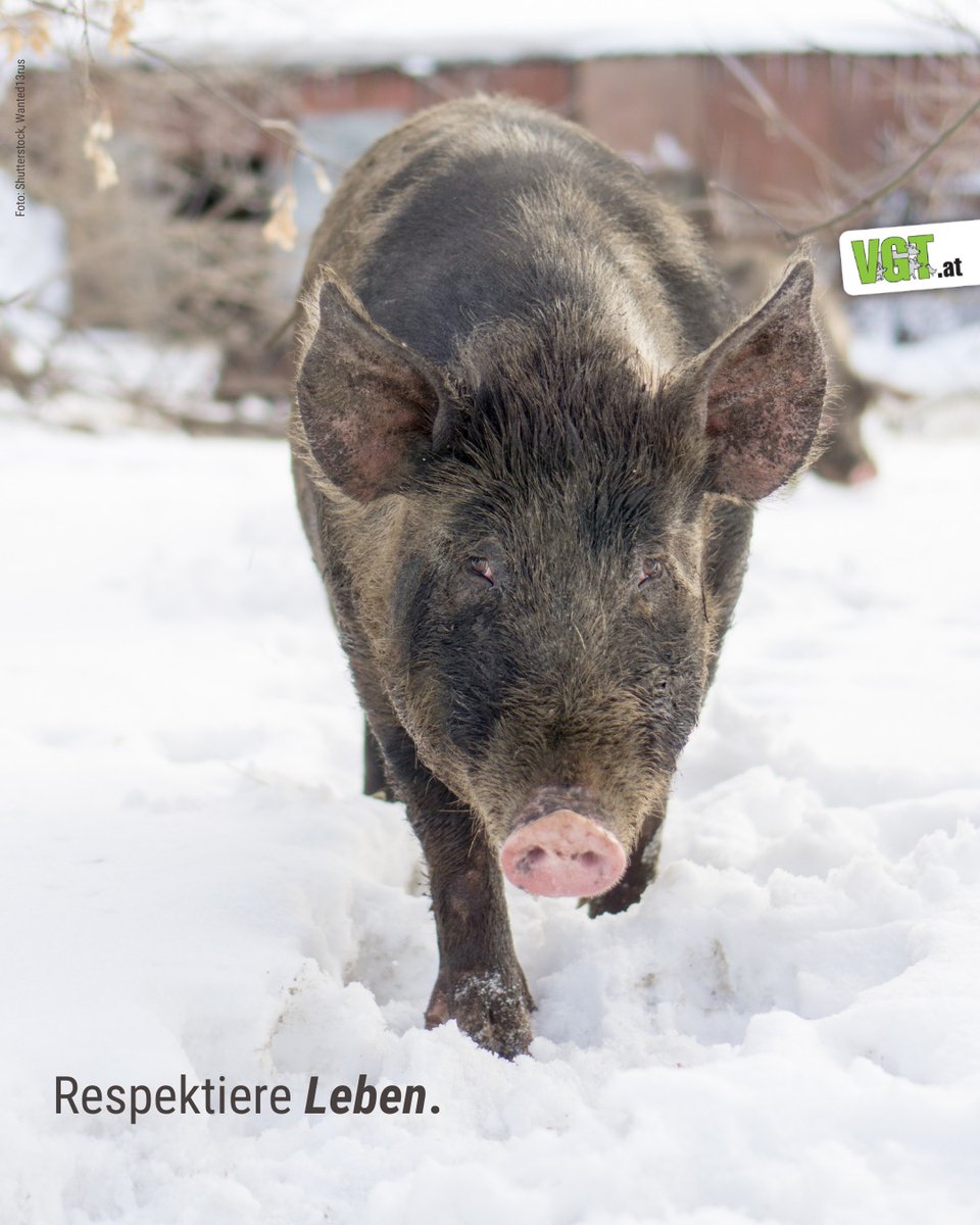VGT - VEREIN GEGEN TIERFABRIKEN tweet media
