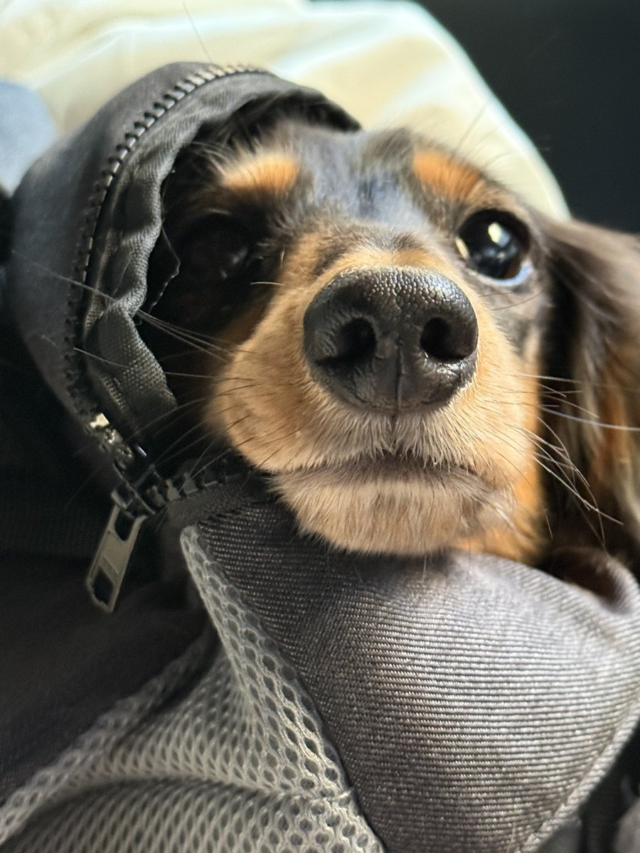 こうちゃん家】ダックス、ダックス、ときどきゴールデン (@kou111dachs