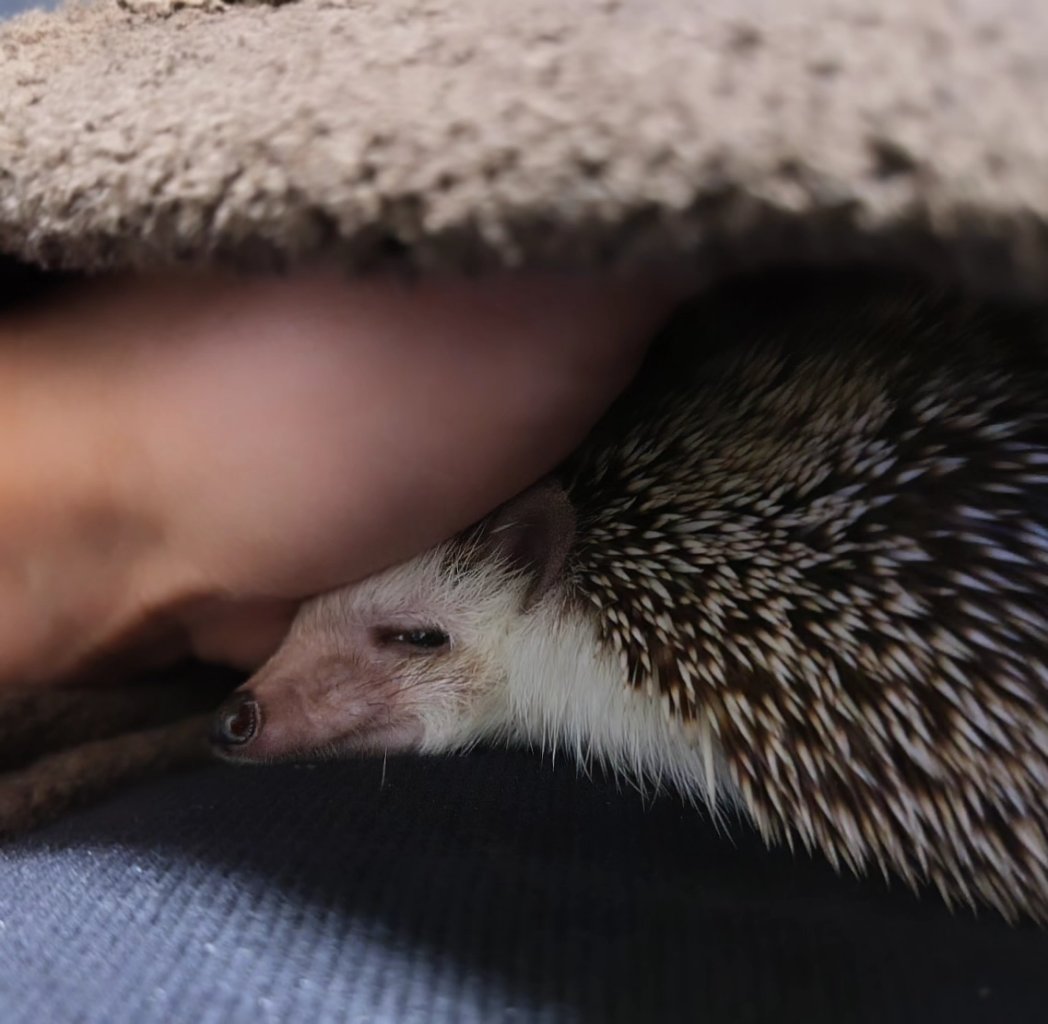 【yukisan様ご確認ページ】ハリネズミ ちょこ @handmade.yukisan405 みずあめ @hedgehog_harimaru ポワンで2