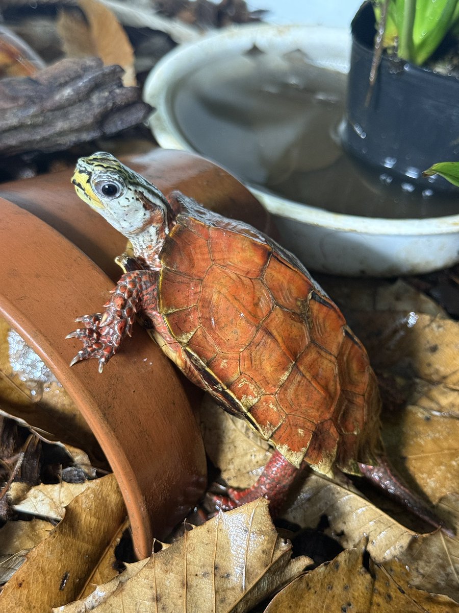 亀です 🐢朝寝坊🐢【秀亀】 (@syuu_kou_o) / Posts and Replies / X