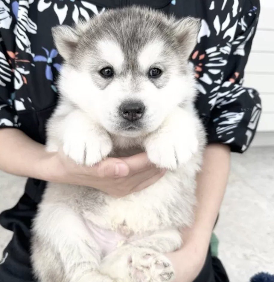 punpun_YDK's tweet image. アルバム作ってる時にぷんぷんのパピ期出てきたから見て
激メロどっきゅんすぎて死ぬ

#パピ期もデカい