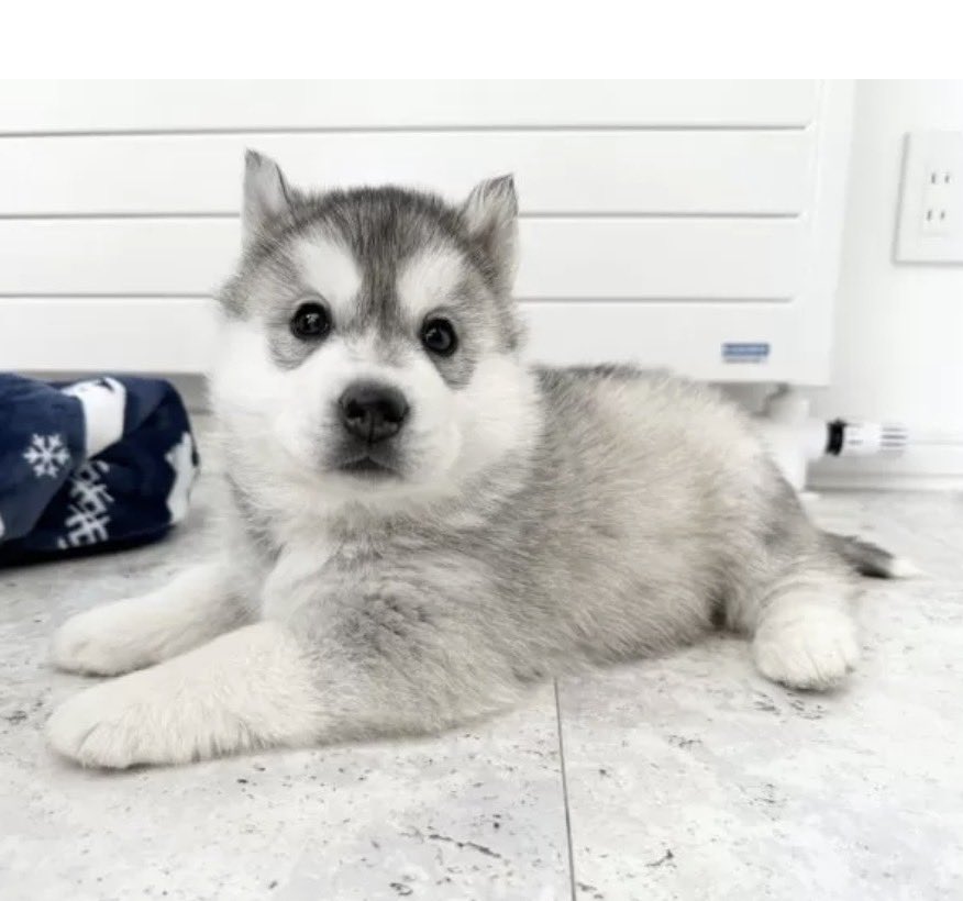 punpun_YDK's tweet image. アルバム作ってる時にぷんぷんのパピ期出てきたから見て
激メロどっきゅんすぎて死ぬ

#パピ期もデカい