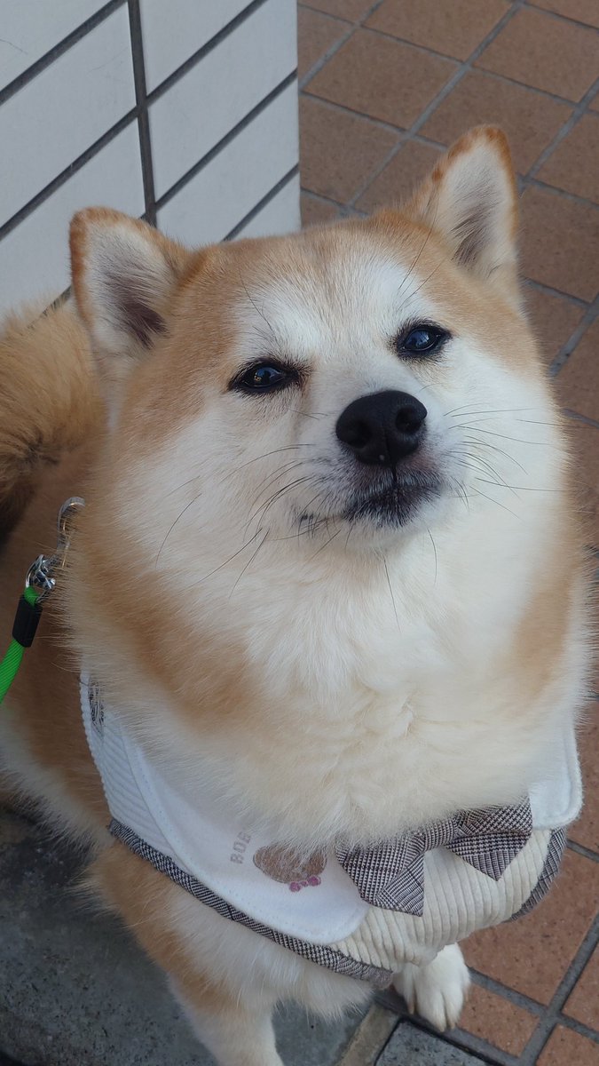 柴犬ししまる (@sisi3po) / Posts / X