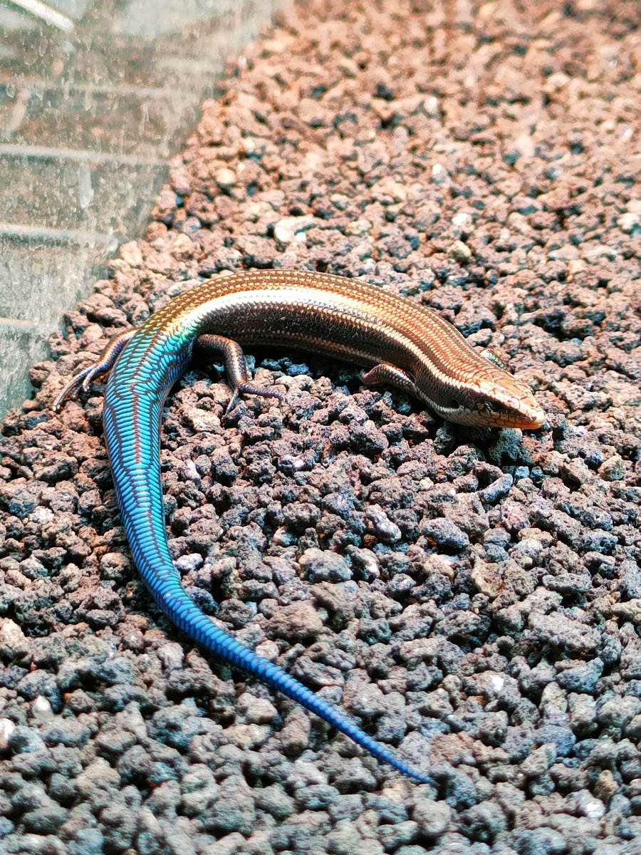 グランカナリアカラカネトカゲ

年は明けたけど、ぼくの予定は日向ぼっこだ‼️