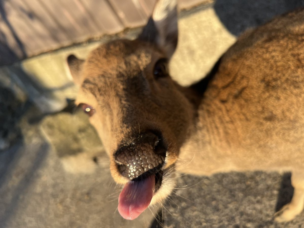 shot　ニホンジカ マキシジェット シガーパンチ ナイトブラック | S.T. Dupont Official