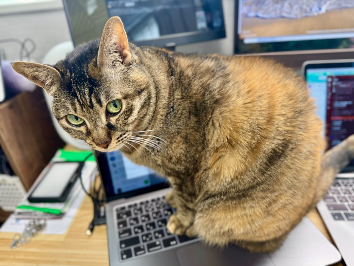 ぬこ様「今日も仕事か、やっぱ年末忙しいんか？」
あっし「、、、ま、ボチボチっす」
PC