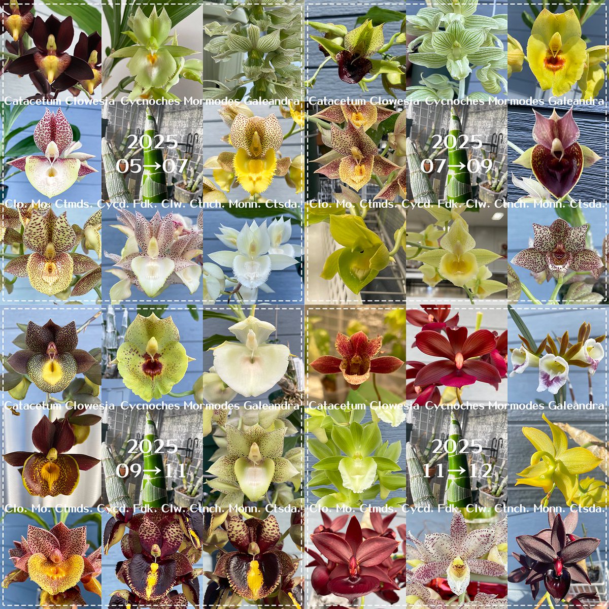 北条早雲@タケノコ蘭沼 (@chakky12031020) / Posts / X