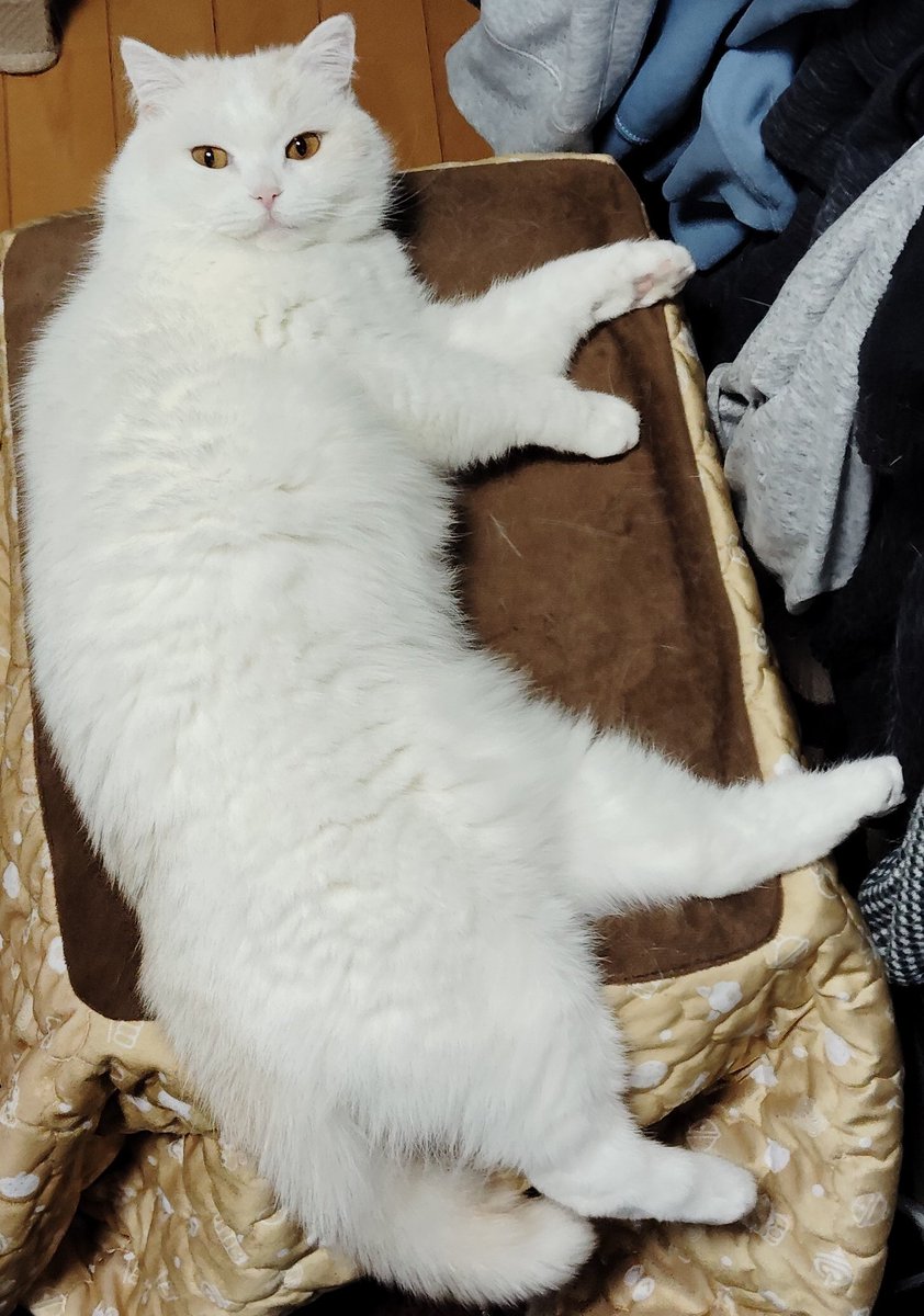 福ちゃん (@fukuchanwhite) / Posts / X