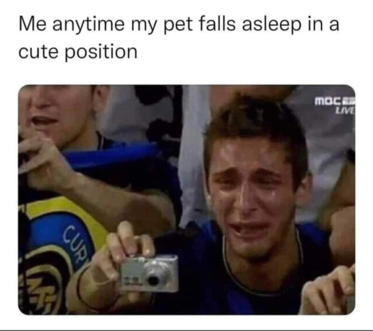 HealthCare_Pets's tweet photo. πππ
.
.
.
.
.
#FunnyMemes #PetMemes #DogMemes #FunnyDogMemes #FunnyPetMemes #PetParents #DogMoms #DogDads #DogParents #DogOwner #PetOwners #DogOwners #DogLover #DogLovers #CanineLover #CanineLovers #PetLovers #DogCompanion #DogObsession #DogObsessed #DogSleeping #DogSleep https://t.co/qFUjhpDE2d
