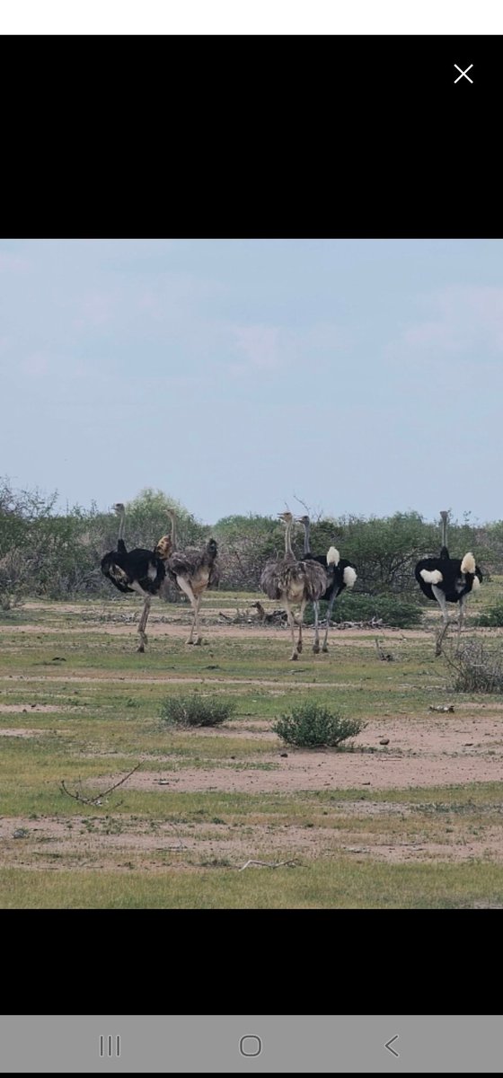 BORA'ANA COMMUNITY WILDLIFE CONSERVANCY (BCWC) tweet media