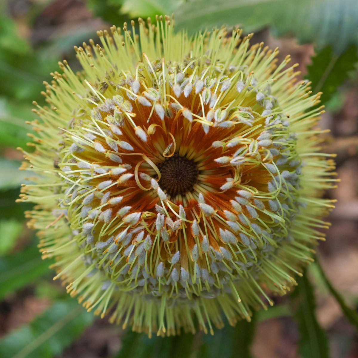 DFCDM2's tweet image. Canon EOS R10
1/200 F5.6 ISO400