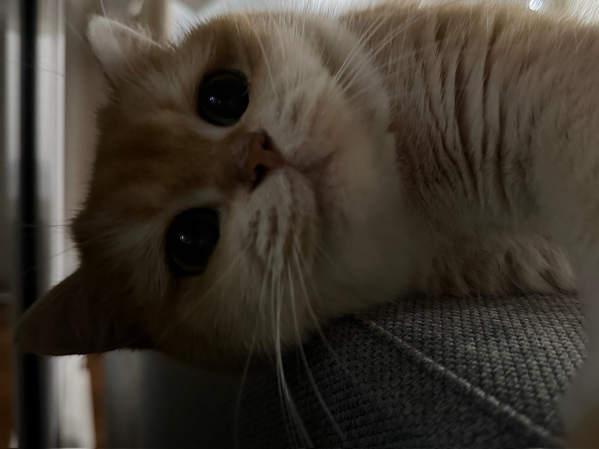 10.52PM KST 🐨: *sends picture of yuumi* 🐨: cute