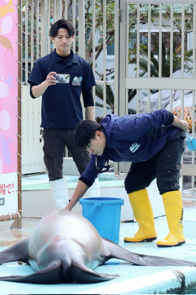 katurahama_aq's tweet image. 