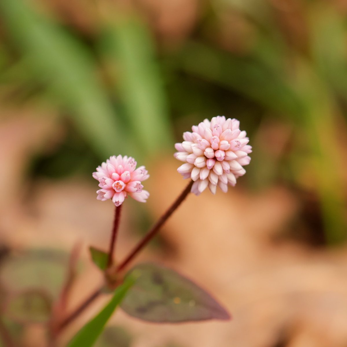 DFCDM2's tweet image. Canon EOS R10
1/1000 F4.0 ISO800