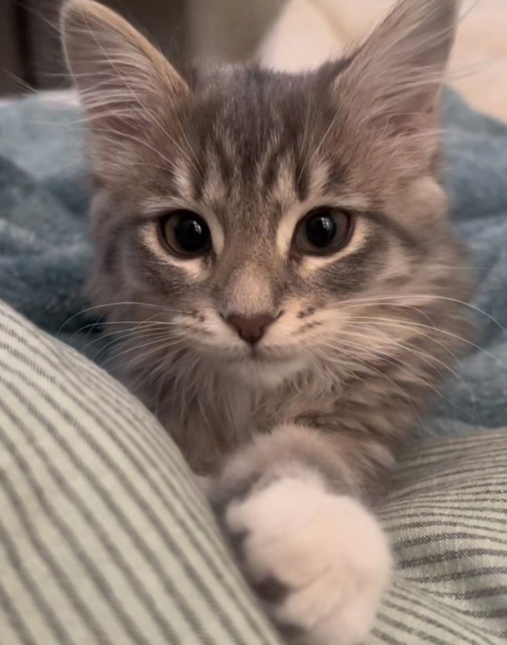 lunarfq's tweet image. say hi to alex or have a terrible 2026