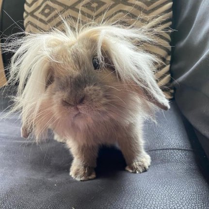 Rabbit of the Day 🐰 tweet media