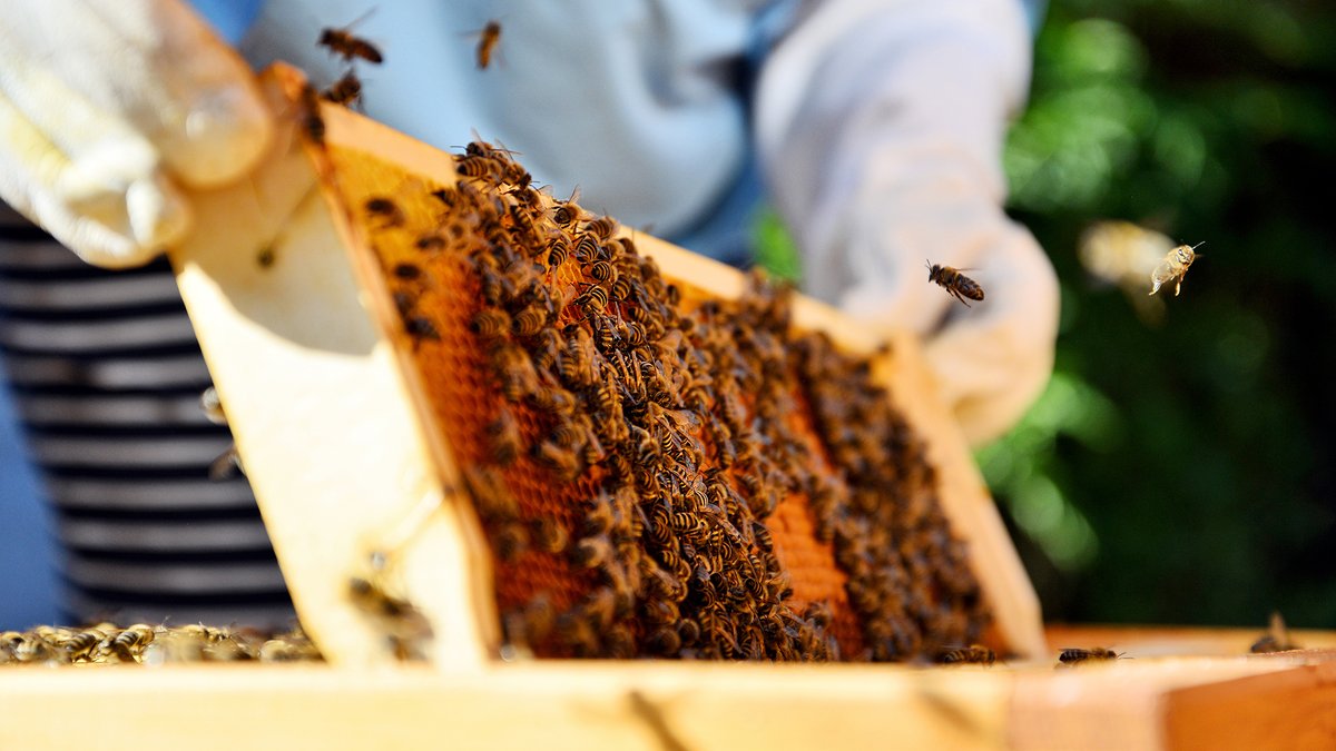 CNS_UMass's tweet image. Backyard #beekeeping is growing in popularity, but it might not always be neighbor-friendly! Nicole Bell of UMass Extension explains why bees wander beyond their hives and what #beekeepers need to do to keep the #bees (and neighbors) happy. @CAFE_UMass

bit.ly/4pM3q9m