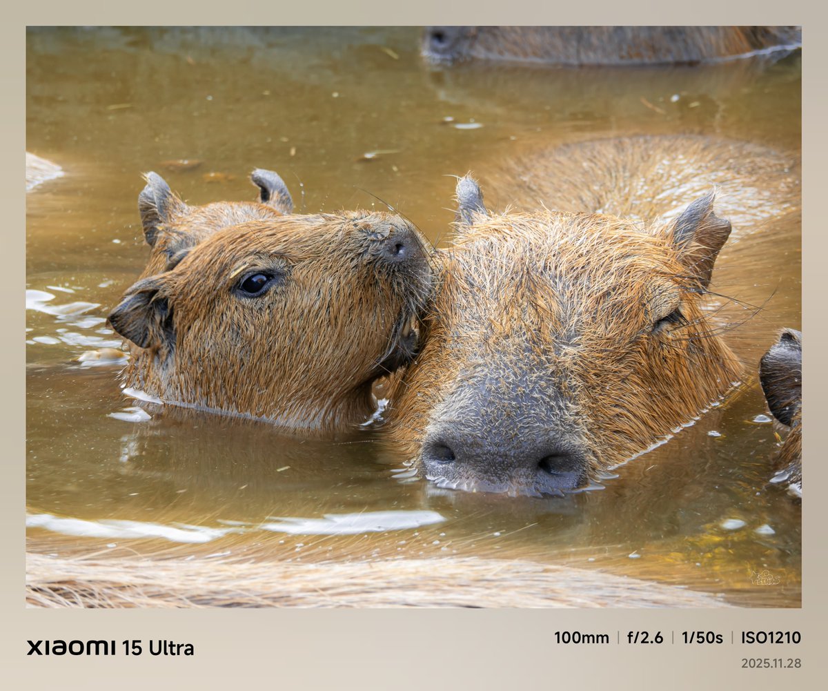 伊豆シャボテン公園 カピバラ♨️🍊 #Xiaomi15Ultra (URAW)