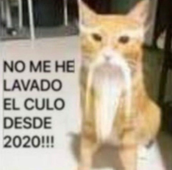 chincheto pirata somali (@wikipistacho) on Twitter photo 