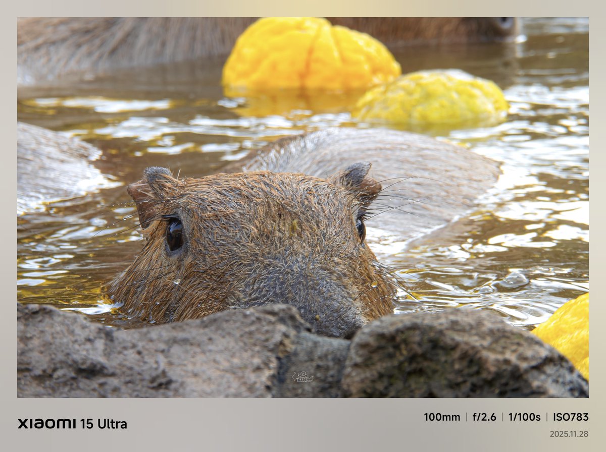 伊豆シャボテン公園 カピバラ♨️🍊 #Xiaomi15Ultra (URAW)