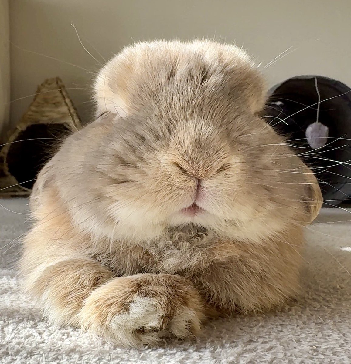 🐰＜2025年はどうだったか話を聞こうじゃないか