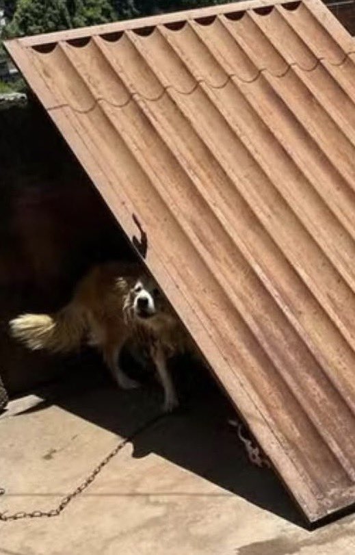 choquei's tweet image. 🚨BRASIL: Cachorro de porte médio foi resgatado em situação de maus-tratos  no Bairro Linhares, em Juiz de Fora, durante a onda de calor que atingiu a região. 

O animal estava preso por uma corrente curta sobre uma laje, sem água ou comida, exposto ao sol.