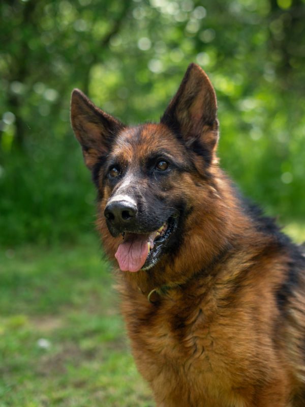 gsrescueelite's tweet image. Freya is 4yrs old and she is looking for a child and pet free home. Freya can be very protective of her people so will need a home with exp of this issue please 
#dogs #germanshepherd #Cornwall 
gsrelite.co.uk/freya-3/