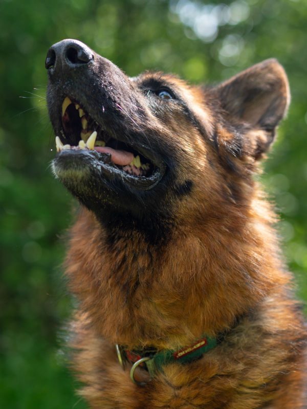 gsrescueelite's tweet image. Freya is 4yrs old and she is looking for a child and pet free home. Freya can be very protective of her people so will need a home with exp of this issue please 
#dogs #germanshepherd #Cornwall 
gsrelite.co.uk/freya-3/