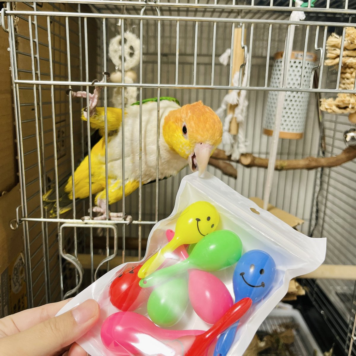 torichuki's tweet photo. お気に入りのマラカスを破壊されたので
パパが新しいマラカスをたくさん買ってくれたよ〜❗️

#シロハラインコ https://t.co/RODv1Z1OKE