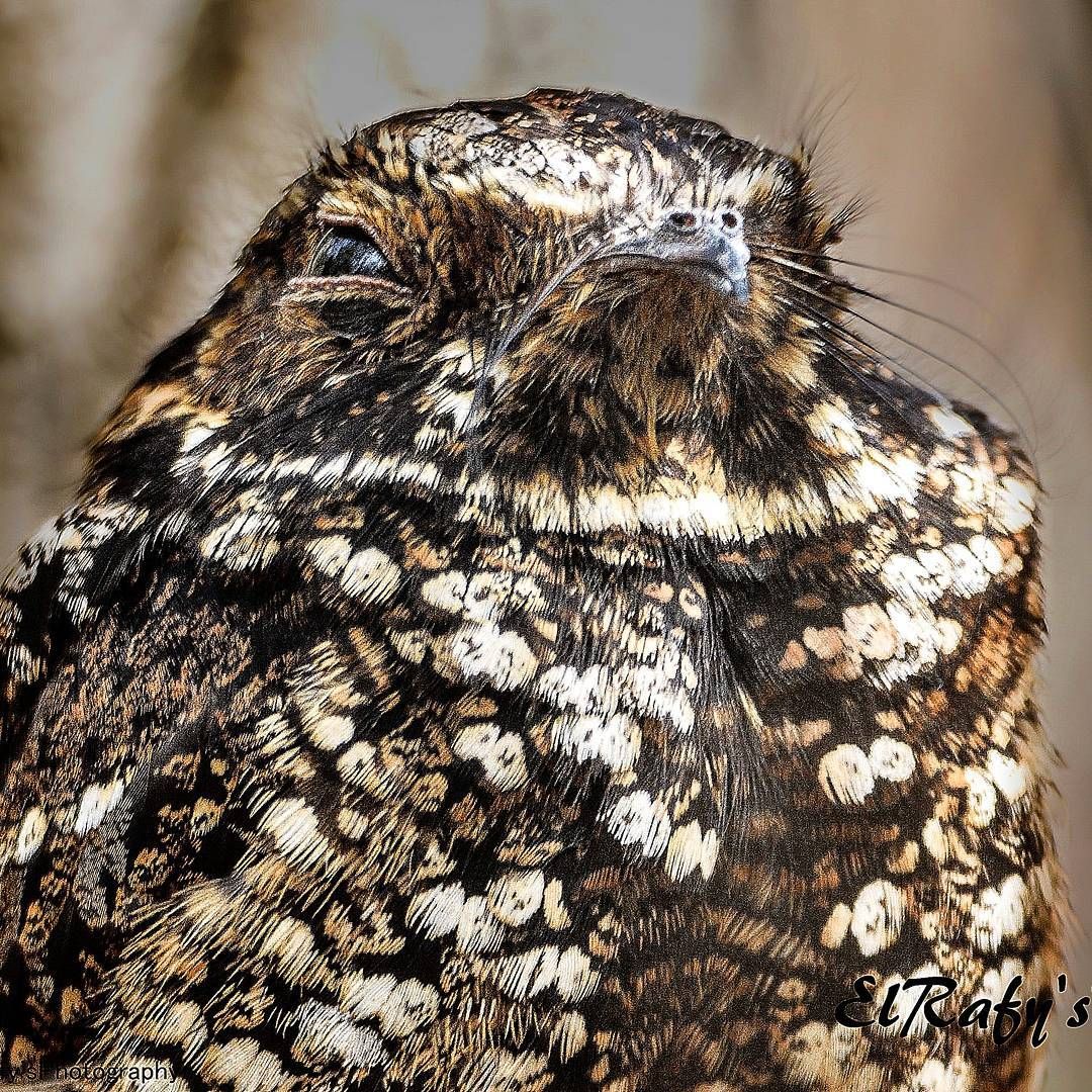 El #guabairoPuertorriqueño (Antrostomus noctitherus) es una especie críptica y nocturna con baja detectabilidad natural debido a su plumaje camuflado, su comportamiento reservado y su tendencia a permanecer en silencio fuera de los
per.odos pico de canto (Ambienta).