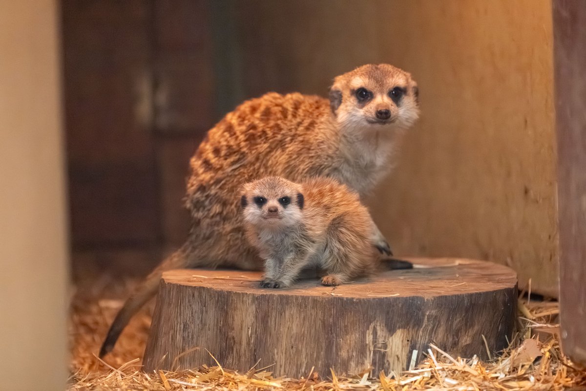 ミーアキャット meerkat_maru ママさんのセーラー服🎒 #ミーアキャット#meerkat