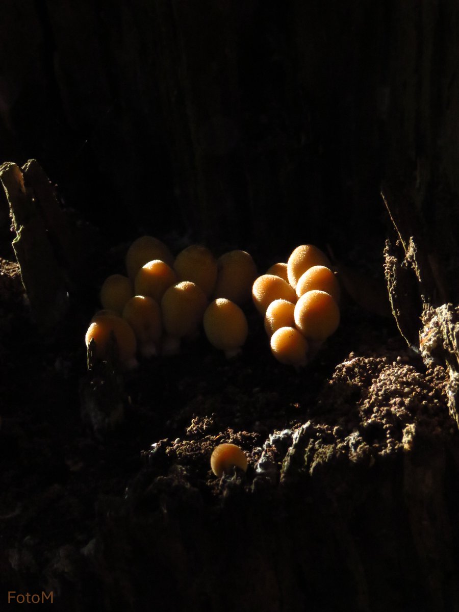 Margreeth0_0's tweet image. Day 10 of the last 12 days of 2025 is October! 

Please post, share or QP one favourite #photo from #October 2025   
 #PhotoOfTheYear #Photography #PhotographyonX #autumn @WLH1972 
 
A little light on a dark autumn day 🍄
