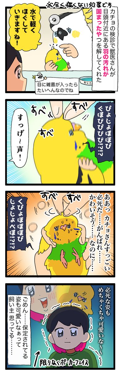 頑張ってる本人には申し訳ないんだけど、保定されてる鳥さん、愛おしいな…って思って見てる…😌

2237 #えるポピの絵日記かくところ 