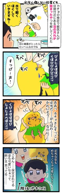 頑張ってる本人には申し訳ないんだけど、保定されてる鳥さん、愛おしいな…って思って見てる…😌

2237 #えるポピの絵日記かくところ 