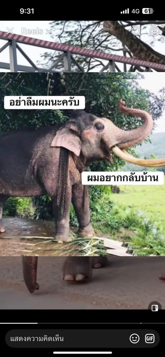 อย่า ลืม ฉัน ‼️🙏😭

#ทวงคืนช้างไทยในศรีลังกา 
#ทวงคืนช้างไทย 
#พลายศรีณรงค์
#พลายประตูผา