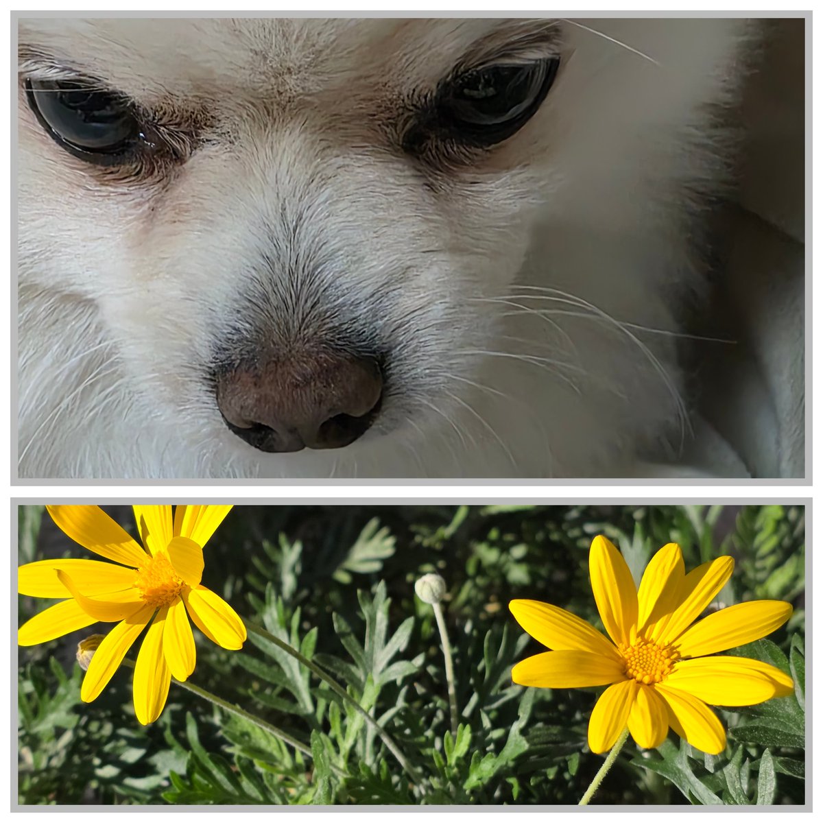 7月9日（火曜日) 「りんどう」 花言葉…「悲しむあなたを愛する」 やつれし君の枕辺に 花を飾りし、日は何処 ああ、りんどうの薄紫の花咲けど  かえらぬ君を、泣くごとく 露を宿して揺れる花… 🤣🍀🍃🌿🌲🌳, image size:1200x1200
