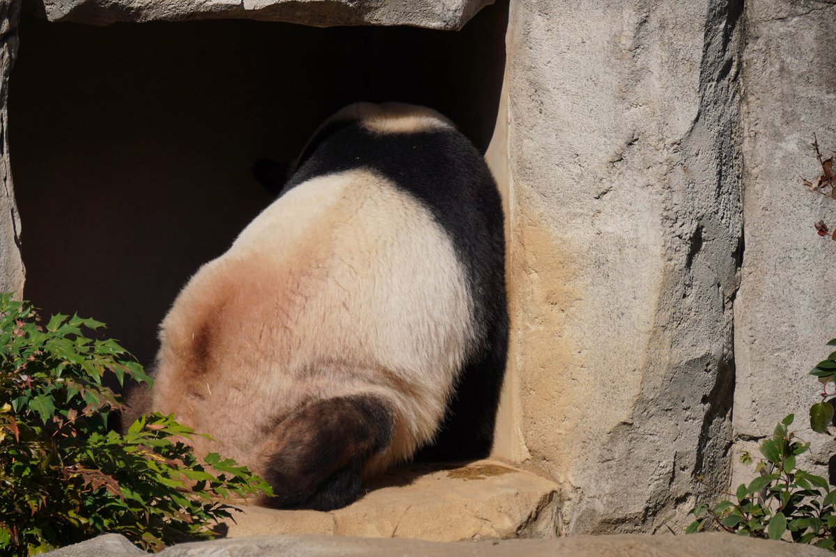 ☆レイです☆ Ray-Ban サングラス RB4334D 601/80 55サイズ ボストン レイバン 正規