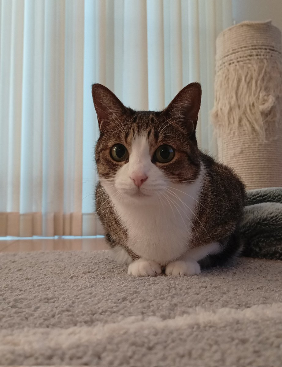 遅くなりましたが、今朝のちょこ先輩です #猫