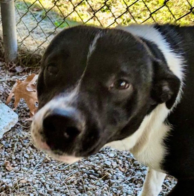 Poor 10 month old puppy Blitzen only has $200 in pledges. And Biscuit and Bagel have even less and they must get a rescue. Please help these sweet dogs get out of the shelter alive!!  Please pledge &amp;retweet for Blitzen!!   And Biscuit and Bagel. They need us now. Please help!!