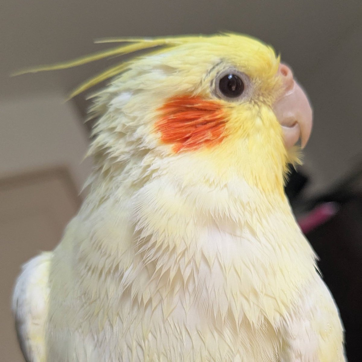 zeroreiaka's tweet photo. #2025年を振り返る #セキセイインコ #オカメインコ

新しい家族が増えました！ https://t.co/payLIh5J8G