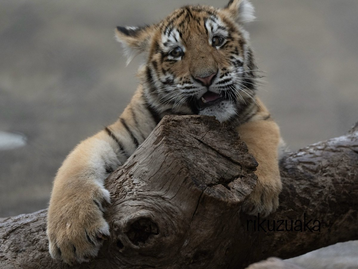 おっきな手🐯🐾

#アドベンチャーワールド #アムールトラ