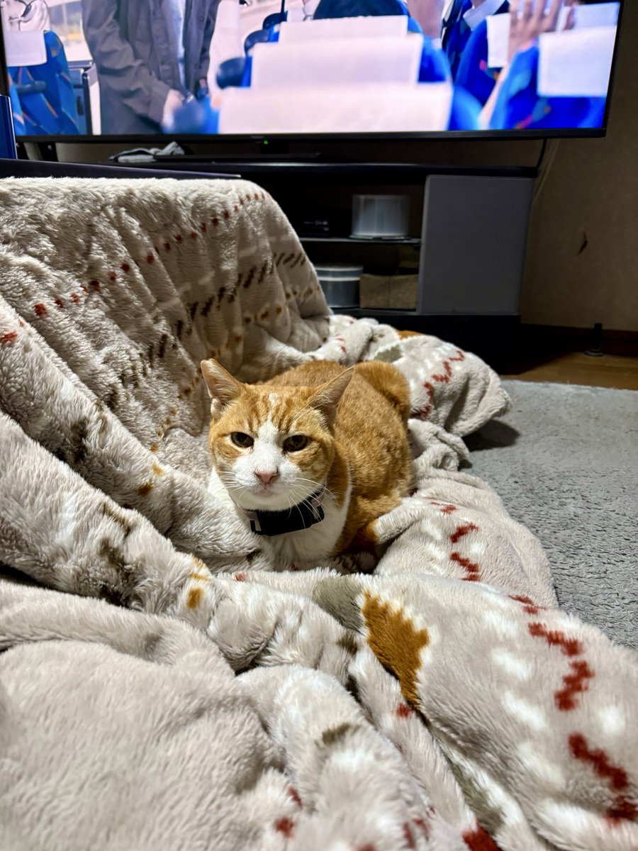 田中俊行🦄🐲🐉🐛🦚👶🧑🏿‍🦱🐸👦🏽 (@tetsu_gamon) / Posts / X