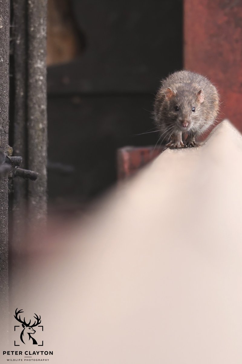 The rat race, whether we like it or not, we’re all in it… Some more than others. If today’s your first day back at work, keep going. You’ve got this. Sending positive vibes your way #ratrace #backtowork #worklife #holidaysareover #youcandoit